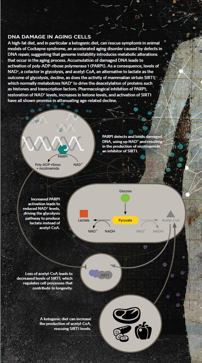 DNA metabolism DNA metabolism