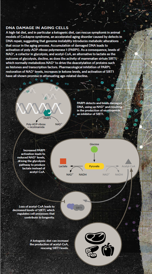 DNA metabolism