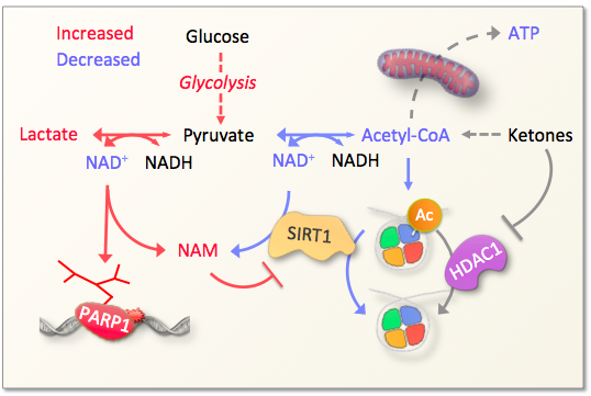Metabolism Metabolism