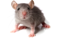 mouse mouse